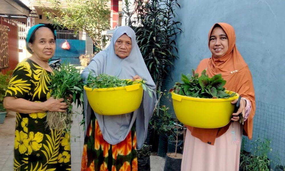 Terbukti Baik Untuk Semua, Warga Longwis Adelaide Panen Bayam & Kangkung