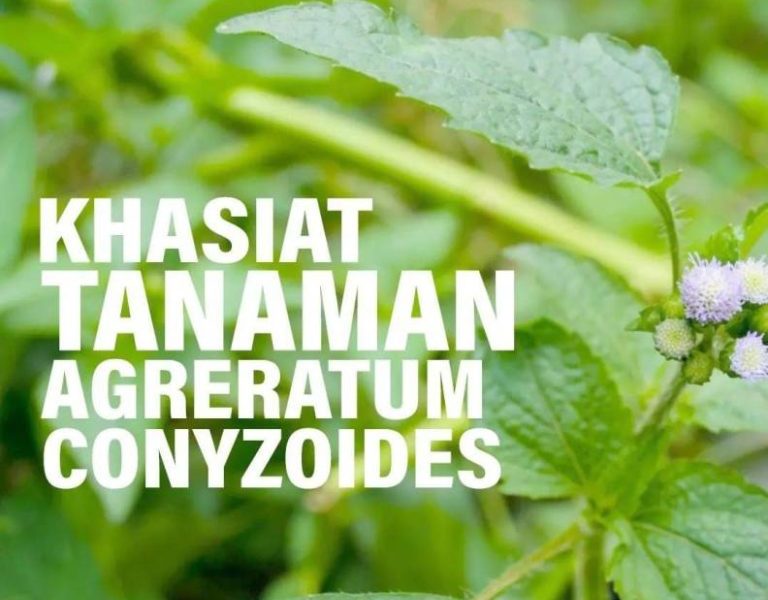 Dinkes Makassar Ungkap Khasiat Tanaman Agreratum Conyzoides