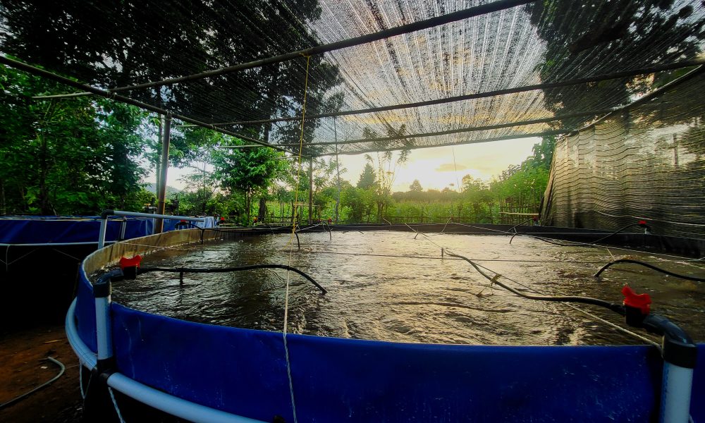 Pemadaman Lampu PLN Maros Merugikan Penambak Ikan Nila