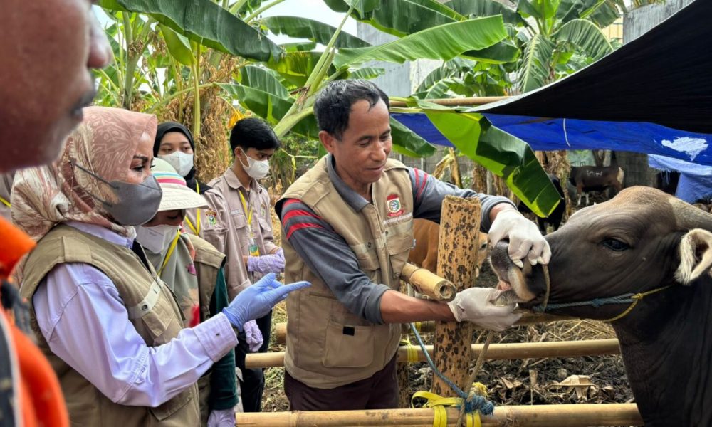 Pemkot Makassar Gencar Lakukan Pemeriksaan Hewan Kurban Jelang Idul Adha