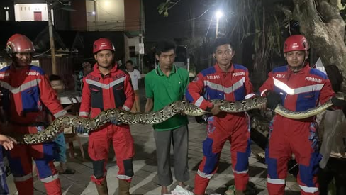 Damkarmat Makassar Amankan Ular Piton 5 Meter di BTP Blok AE, Warga Diimbau Waspada